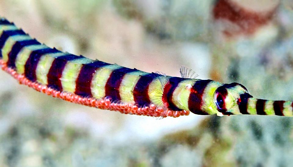 They show up partially inserted in the skin, rich in blood capillaries for oxygenating the larvae. Apart from this detail, we do not note an evident sexual dimorphism 