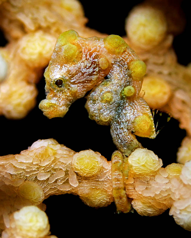 This one, rather older, has found its Muricella paraplectana where it will spend all its life. The ramifications of a Muricella well exposed to the currents may host even 28 couples 