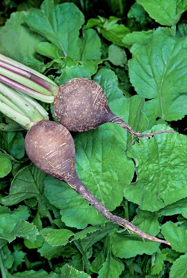 Very diffused even yore, the Black radish ('Black Spanish') is a winter variety that can be kept for long periods of time. The skin is coarse, blackish. The pulp is white, crunchy, with hot and spicy taste 