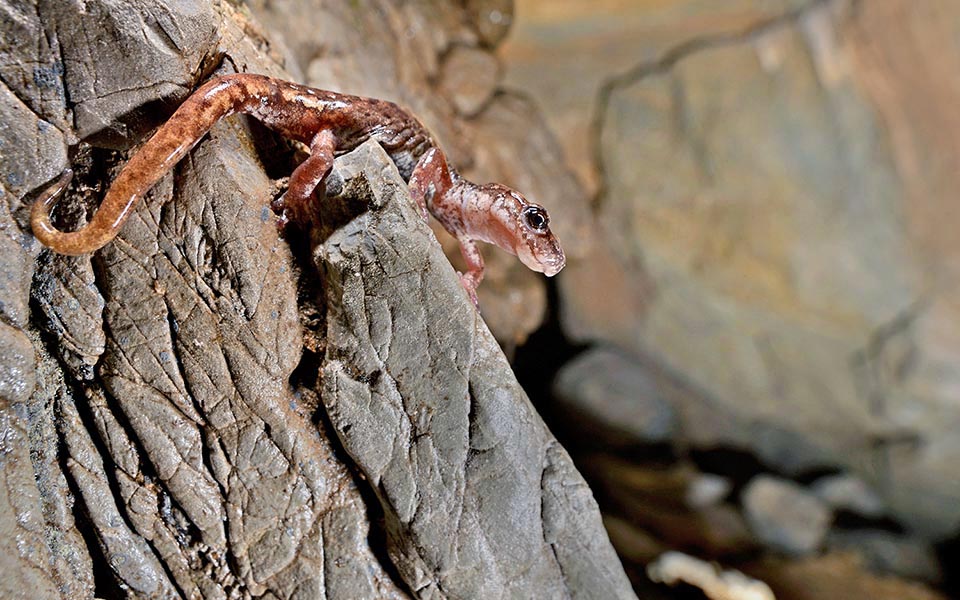 Distinctive characters in males are the nose-labial tendrils more developed and a special glandular area that creates aphrodisiac secretions to attract the females 