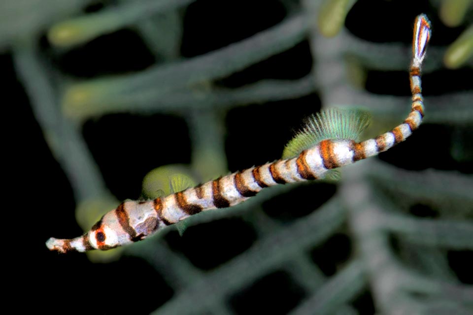 A juvenile. Newborns are transparent and carry on a pelagic life. Only when 3 cm long, when they reach the bottoms, the typical mimetic pigmentation does appear 