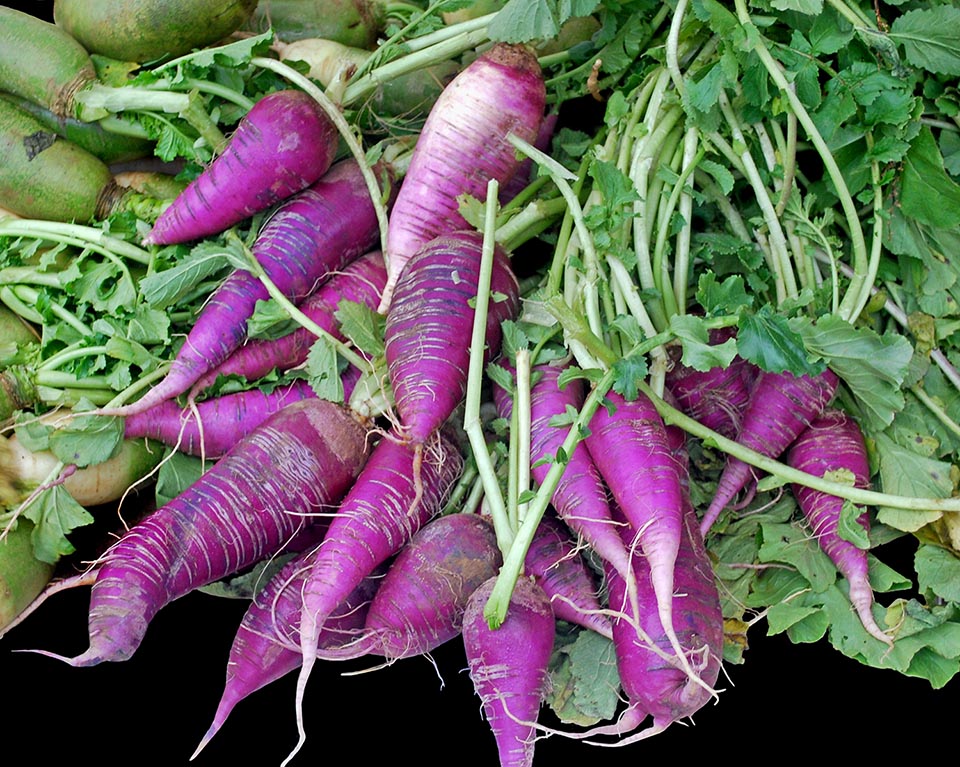 'Purple Daikon' has medium-big roots, 15-25 cm long, cylindrical in shape with blunt and curved extremities. The skin with more or less dark violet hues, is semi-smooth, coarse and firm. The taste is delicate, slightly sweet and somewhat peppery. It contains less water than the white daikon and the pulp is crunchy 