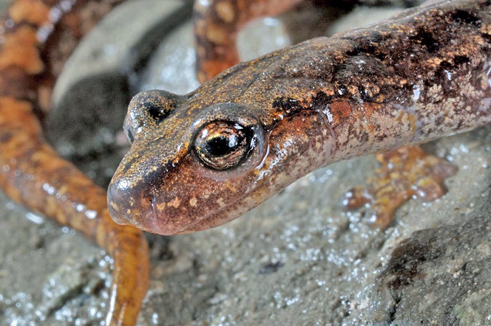 The Strinati's cave salamander eggs, unlike what happens for most amphibians, are not laid into the water but are terrestrial with direct development. The female protects them curling up around them till the hatch. The 22-24 mm long young, have no gills and are already suitable for the terrestrial life 