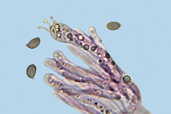 Éléments hyméniaux, basidiols, basides et spores d'environ 7 µm de long