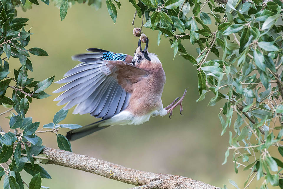 Paléarctique, avec une trentaine de sous-espèces, le Geai des chênes (Garrulus glandarius) est un corbeau en habits de fête qui montre une prédilection pour les glands