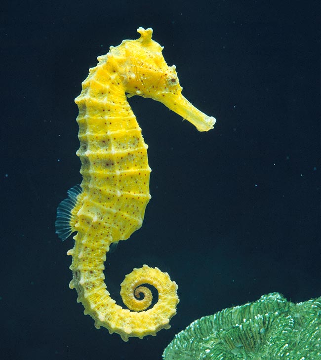 Hippocampus kuda ha un areale vastissimo nell’Indopacifico tropicale, dalla costa africana alle Hawaii