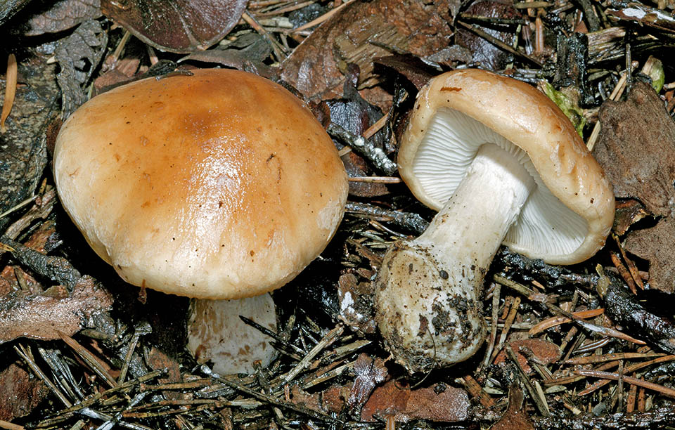 Leucocortinarius bulbiger est une espèce rare, présente en Europe, qui pousse dans les forêts claires de conifères ou mélangées de hêtres 