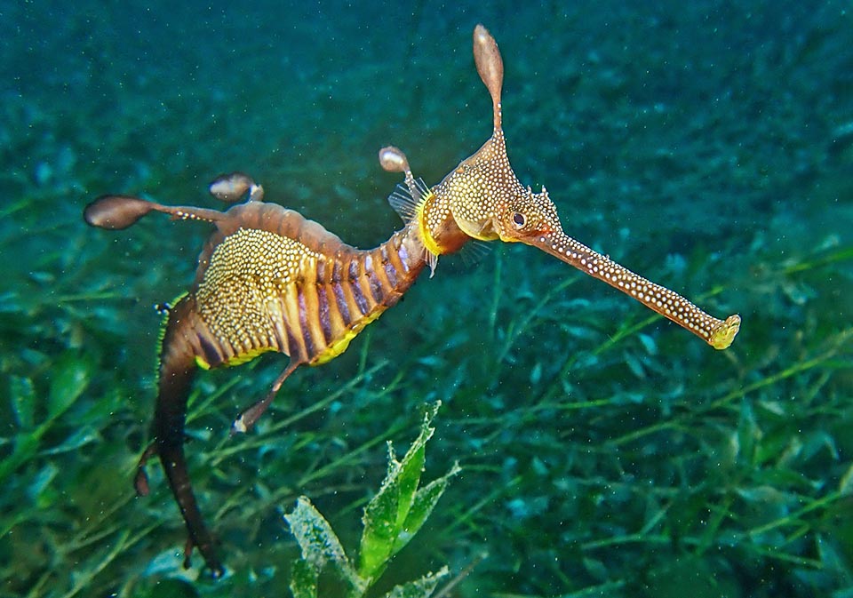 The Common seadragon (Phyllopteryx taeniolatus), here in a seagrass meadow of the genus Amphibolis, lives in temperate waters between South Australia and Tasmania 