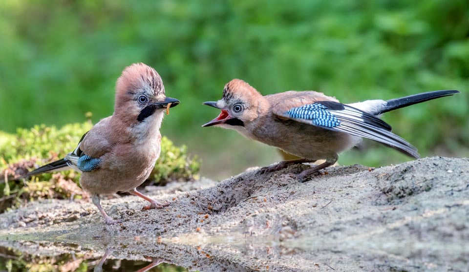 Even grown up, the young of Garrulus glandarius often beg for food from their parents. This young, right, still asks for beakful