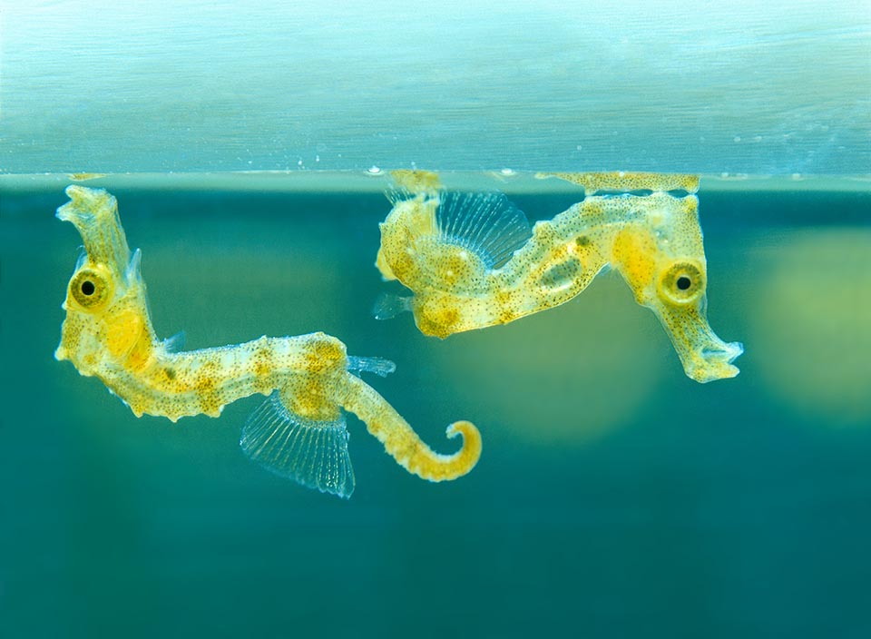 Hippocampus kuda Monaco Nature Encyclopedia