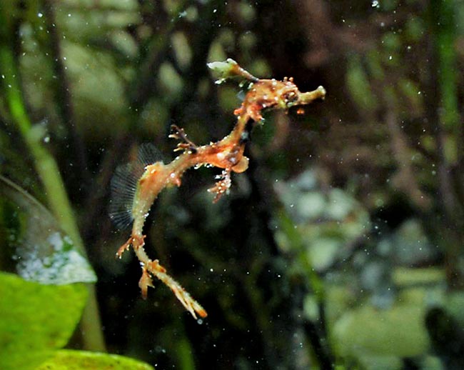 Les petits à peine nés se nourrissent de copépodes et de rotifères mais près de la moitié meurent entre les tentacules des anémones de mer 