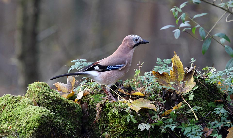 Autumn approaches: it's the best time for collecting the acorns and find the good place where to hide the winter provisions 