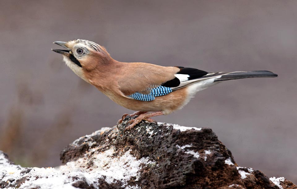 Ainsi quand arrive la neige, il ne manque pas de nourriture. Les provisions cachées sont faciles à retrouver et il se délecte d'un gland 