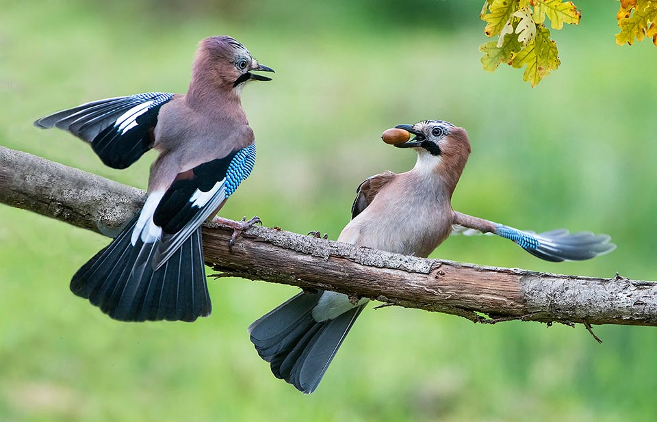 Como todos los córvidos, prepotentes y oportunistas, Garrulus glandarius no tienen buen carácter y se pelean hasta por una bellota.