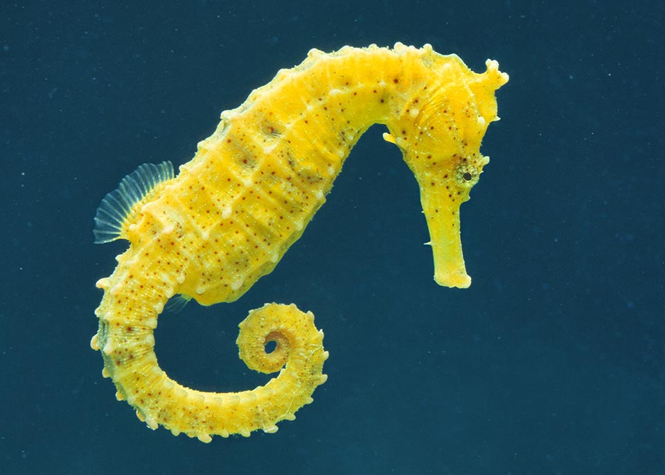 Gli ippocampi sono pesci che nuotano con la pinna dorsale
