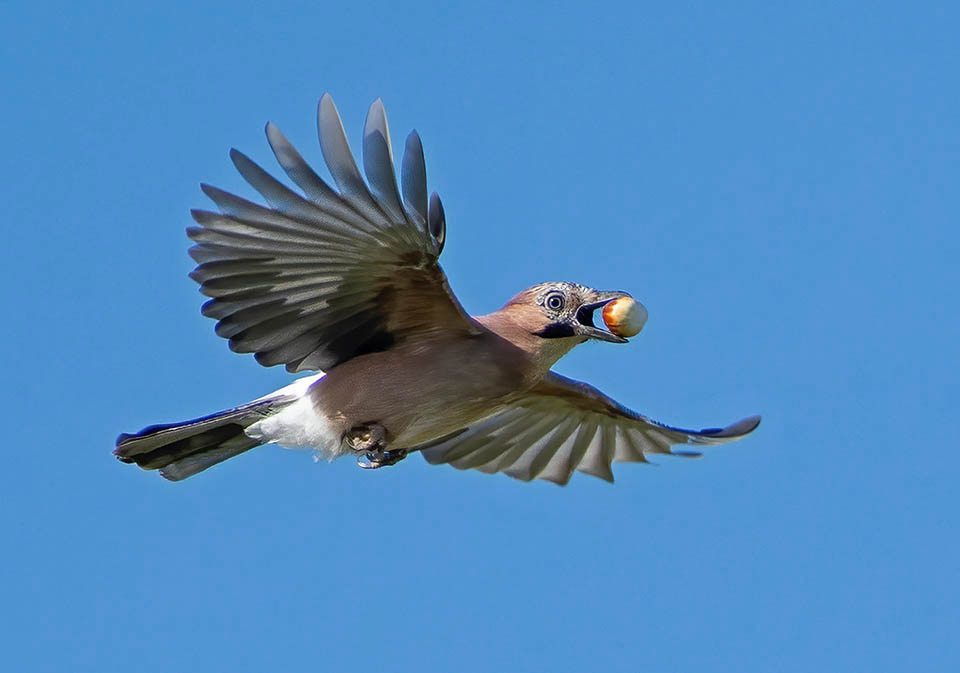 Puis, égocentrique comme il est, même s'il a le ventre plein, Garrulus glandarius s'envole le cacher sous terre pour lorsque le besoin s'en fera sentir 