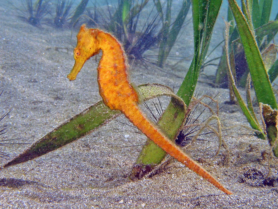 Apart the crown on the head the outline is sober, with no mimetic appendages. There are also specimens with orange, pink, pale grey or dark brown to black livery