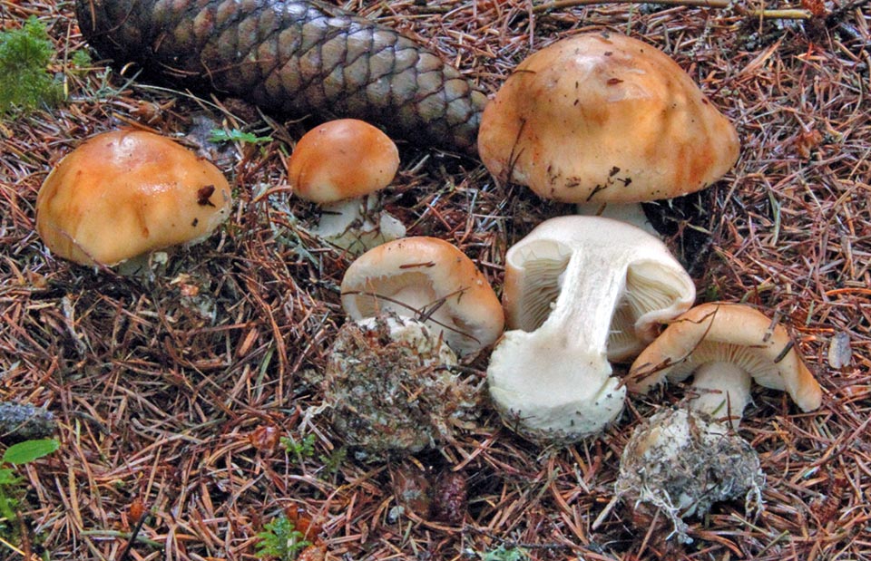 Gills as white as the flesh, fragile, soft and thick in the cap but fibrous in the stem. Slight celery smell and mild taste. Because of its rarity, must collected only for study 