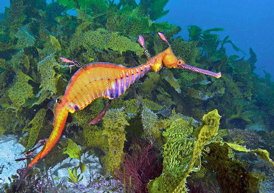 30-32 cm long, with a record to 46 cm, belongs to the family of the seahorses. Here looks for microscopic crustaceans among the algae of the genus Ecklonia