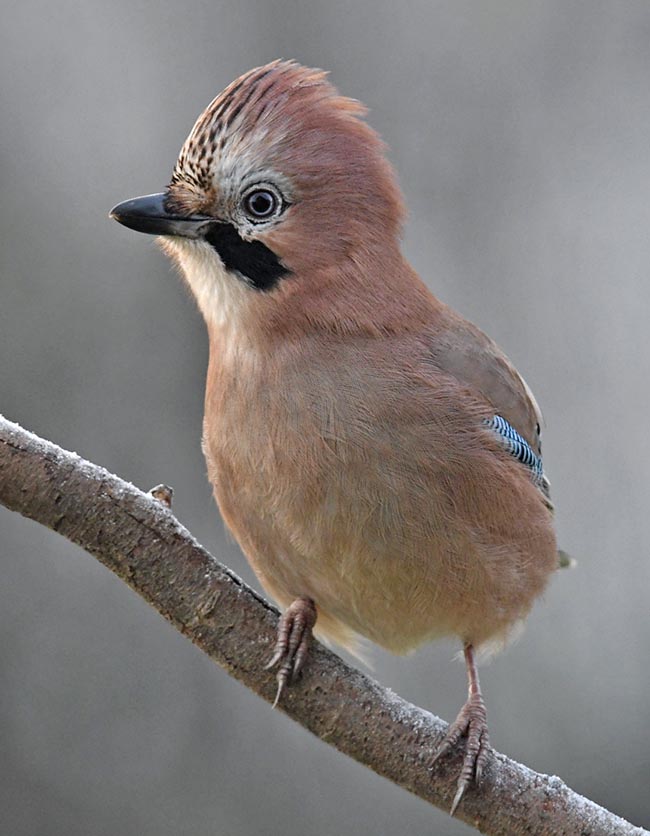 Y pensar que Garrulus glandarius parece tan amable y gentil, pero el hábito no hace al monje.