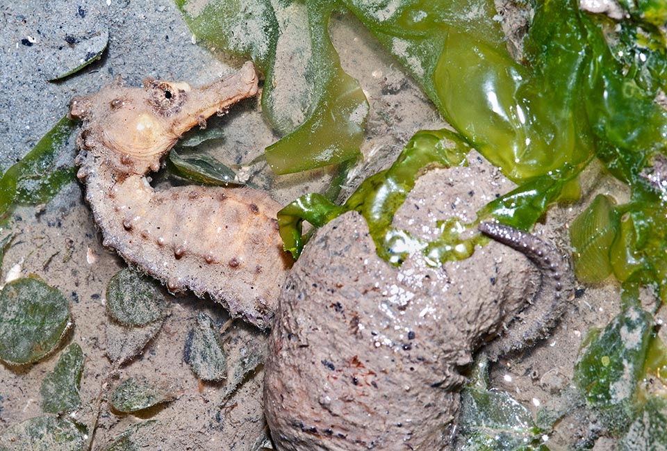 Hippocampus kuda fréquente souvent les eaux saumâtres et boueuses des estuaires mais on l'a trouvé aussi parmi des sargasses qui dérivaient en pleine mer jusqu'à 20 km de la côte 