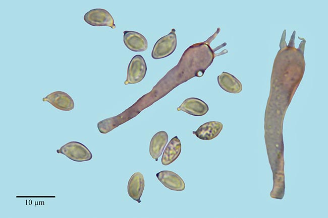 Spores lisses, blanches, et basides claviformes tétrasporiques 