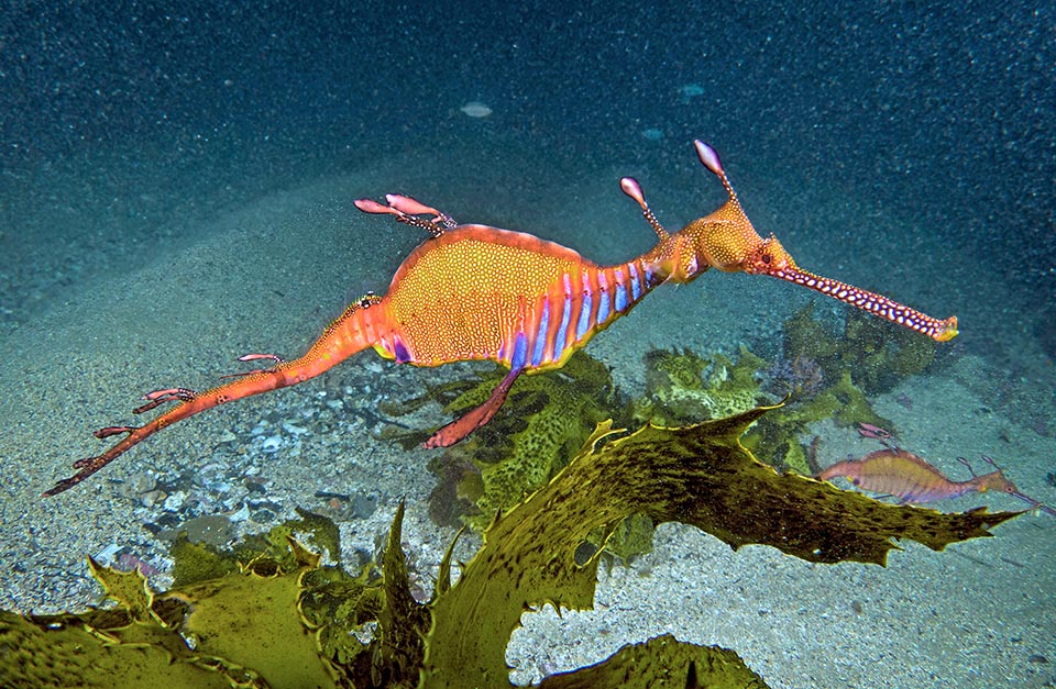 It sucks them whole, like the seahorses, with its very long snout. Also here the scaleless body, taller in the females, is armoured under skin by bony plates. Has no prehensile tail but big cutaneous appendages like leaves and a fanciful mimetic livery transforming it in a fragment of a drifting withered weed