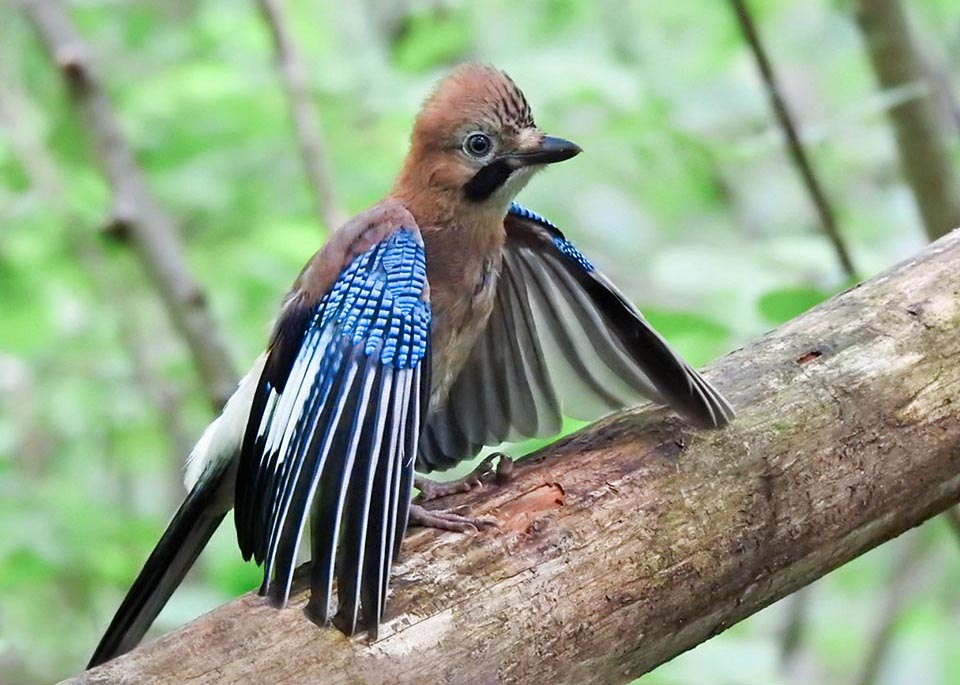 Garrulus glandarius ama prendere il sole ad ali aperte. Questo, è vero, lo fanno molti uccelli associandolo spesso al “bagno di formiche” per curare il piumaggio, ma lei lo pratica ostinatamente, spavalda, distruggendo i formicai a colpi di zampe mentre viene ricoperta dalle formiche che la liberano così dagli acari nei loro attacchi con morsi e getti d’acido formico