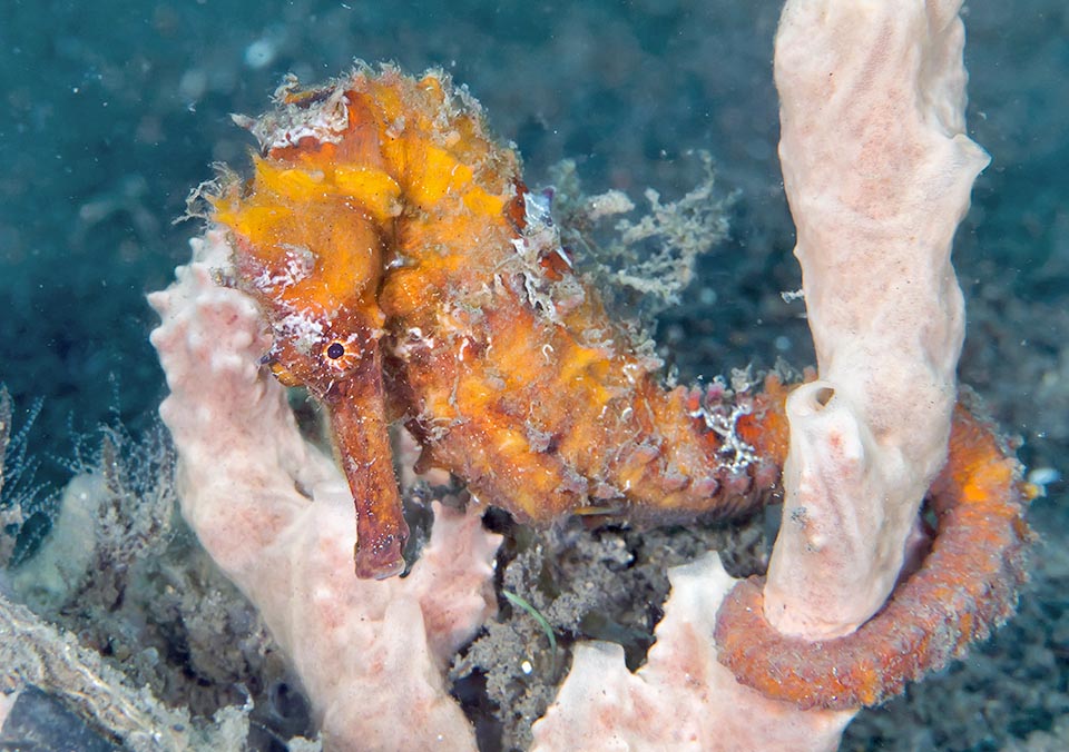 Stuck to substratum with its prehensile tail Hippocampus kuda eats zooplankton and small crustaceans almost non-stop. It has no stomach, and the fast intestinal digestion is poorly efficient