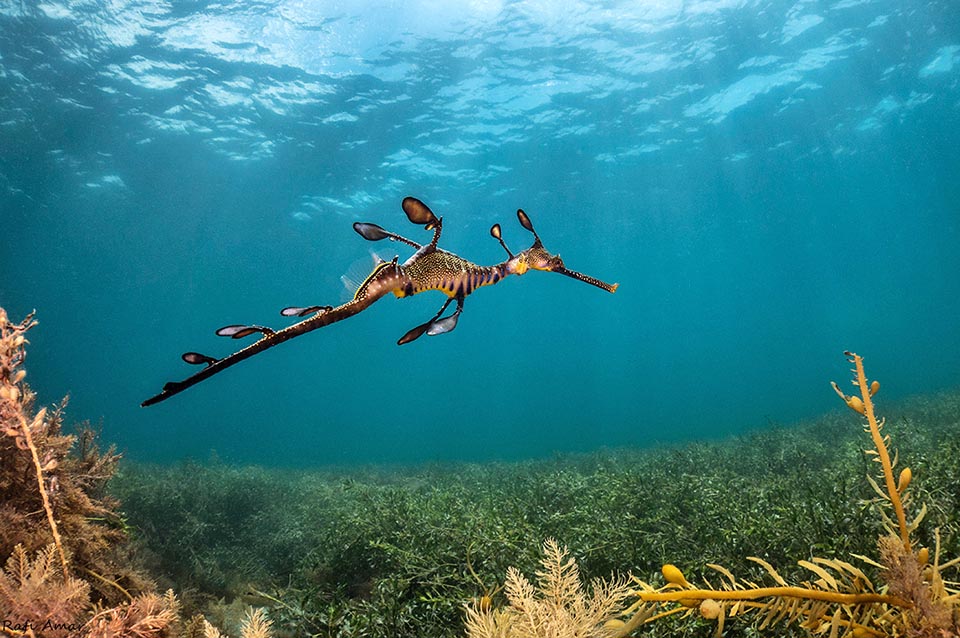 Il maschio, spesso più scuro, è molto più snello della femmina. Il nuoto è affidato alla modesta pinna dorsale e stabilizzato dalle due piccole pettorali poste accanto al capo 