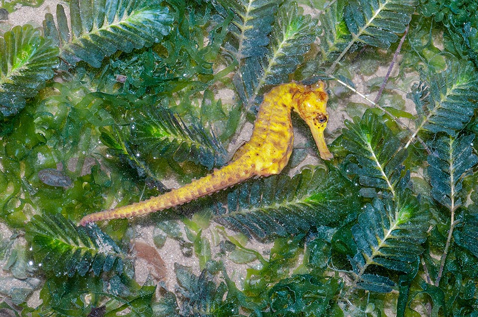 Hippocampus kuda nage verticalement en faisant onduler sa nageoire dorsale mais pour fuir il s'incline vers l'avant en se rapprochant d'une position horizontale et étire sa queue pour réduire la résistance de l'eau 