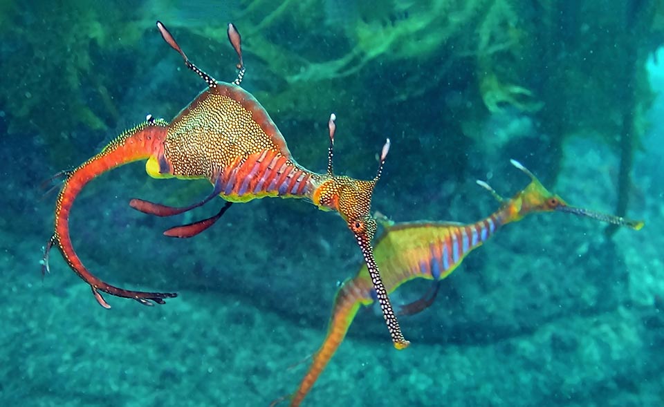 A couple. The long courting dance lasts 2-4 weeks. When the male is ready it curls the tail and the female pastes on it even 250 ova, immediately fecundated