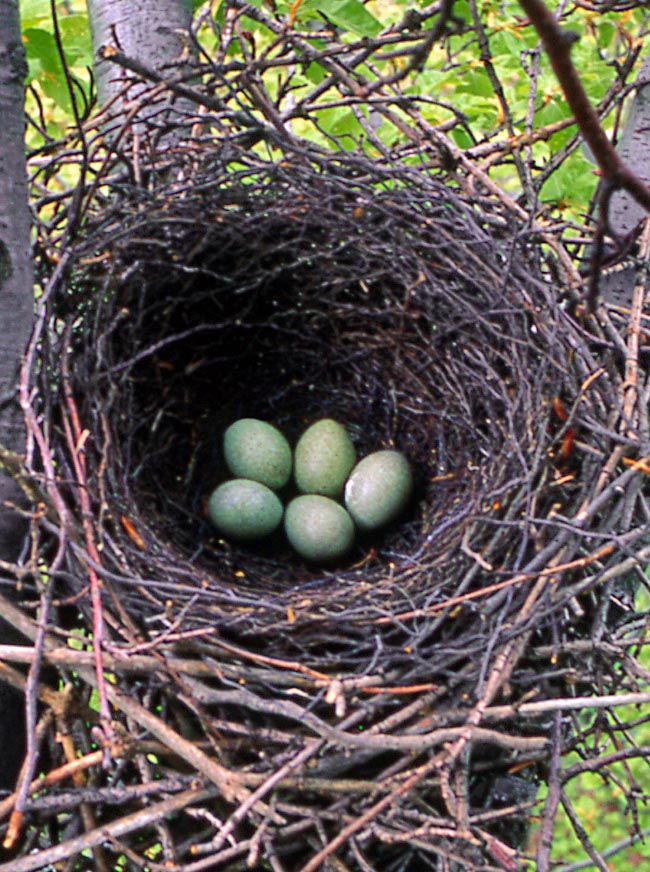 The nest, placed at 2-10 m of height, is formed by a twigs intertwining. The 4-6 eggs are hatched in turn by parents 