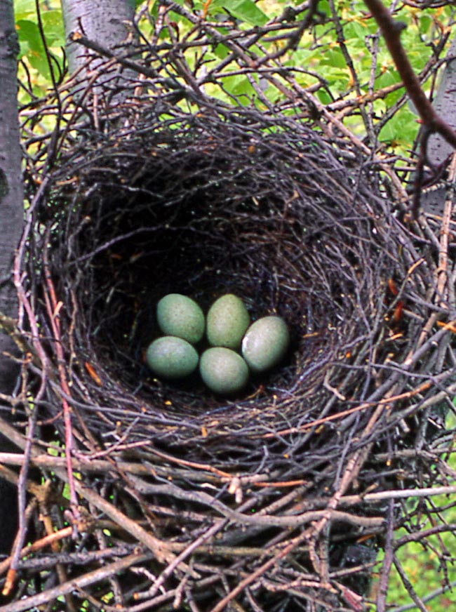 El nido de Garrulus glandarius, situado a una altura de entre 2 y 10 m, está formado por una maraña de ramitas. Los padres incuban sucesivamente los 4-6 huevos.