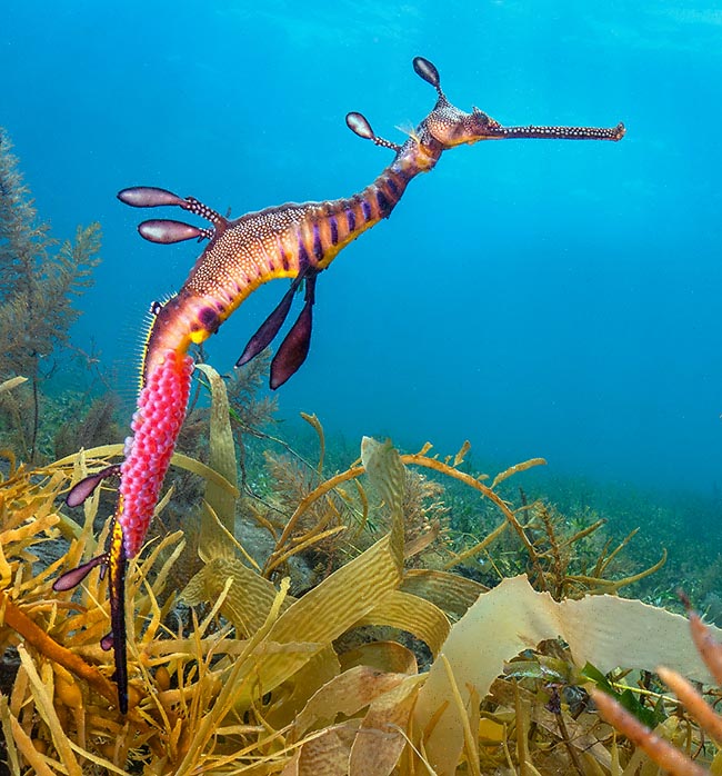 Pour les garder des prédateurs, les mâles du Dragon de mer (Phyllopteryx taeniolatus) portent les œufs jusqu'à l'éclosion, pendant environ un mois, dans de petites cellules situées sous la queue, alimentés et oxygénés par le sang paternel.