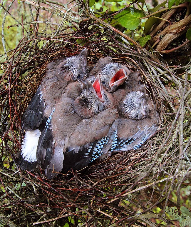 Puis, ils nourrissent les petits pendant quatre semaines, jusqu'à ce qu'ils quittent le nid 