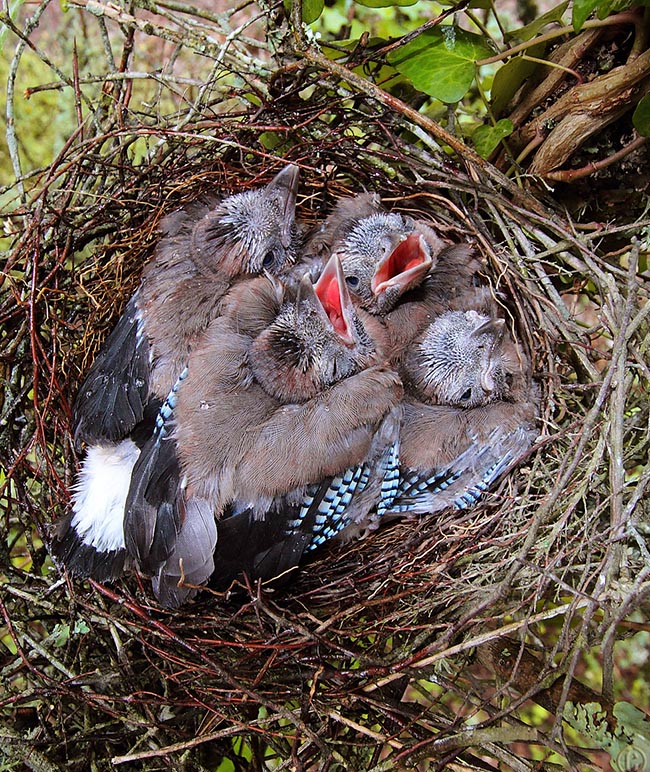 Li nutrono poi per quattro settimane circa finché abbandonano il nido