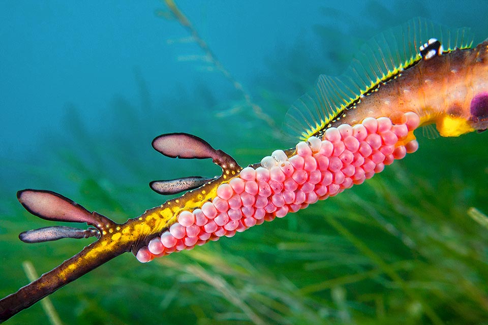 Phyllopteryx taeniolatus Monaco Nature Encyclopedia