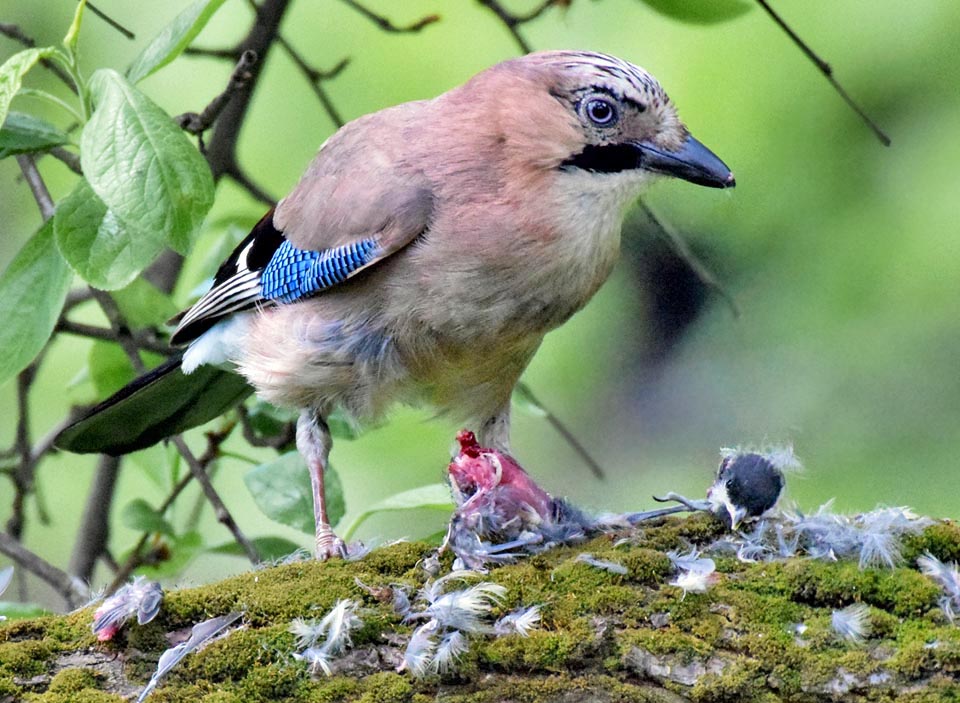 They need many proteins for growing up and the Jay attacks, pitiless, small vertebrates and the poor surrounding nestlings like this Great tit 