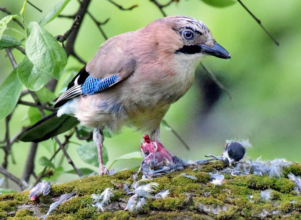 Ils ont besoin de beaucoup de protéines pour grandir, alors le Geai des chênes s'attaque sans pitié aux petits vertébrés et aux pauvres oisillons des alentours comme cette Mésange charbonnière 