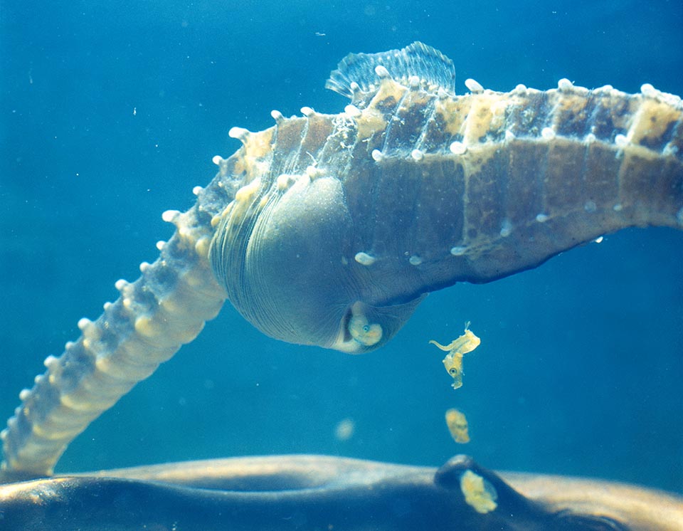 La parturition de Hippocampus kuda s'effectue en plusieurs fois. Le travail commence en général à la pleine lune mais dépend aussi des moussons et de la température de l'eau 