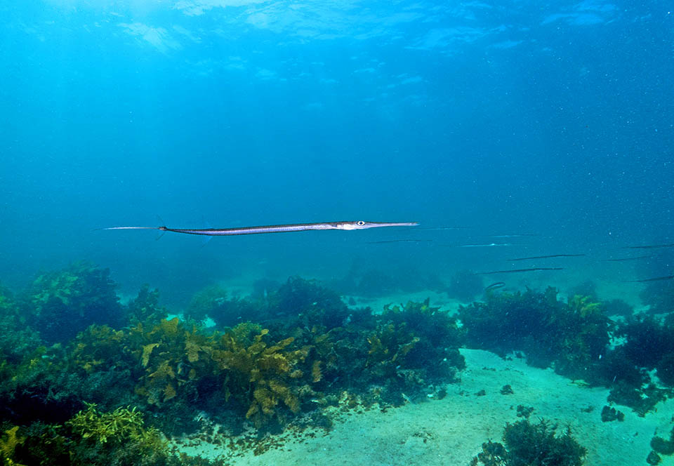 Il Pesce flauto (Fistularia commersonii) ha una diffusione vastissima nell’Indopacifico e di recente ha raggiunto il Mediterraneo tramite il Canale di Suez