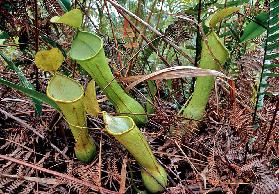 Gli ascidi basali di Nepenthes alata s. l., sono subcilindrici, leggermente ristretti al centro con due costole alate che vanno dall'alto verso il basso nella parte anteriore, per facilitare la cattura di insetti prevalentemente striscianti. Nel recente passato si pensava avesse un areale molto più ampio, ma oggi alcune sono considerate specie diverse 