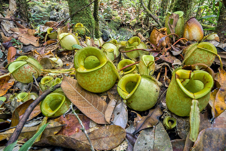 Ascidi inferiori di Nepenthes ampullaria con rosette basali a tappeto tra le foglie della lettiera per facilitare la cattura dei detriti che cadono dalla chioma degli alberi