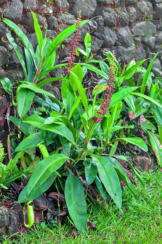 Very localized, Nepenthes khasiana is a rare endemism of the Meghalaya State in north-eastern India