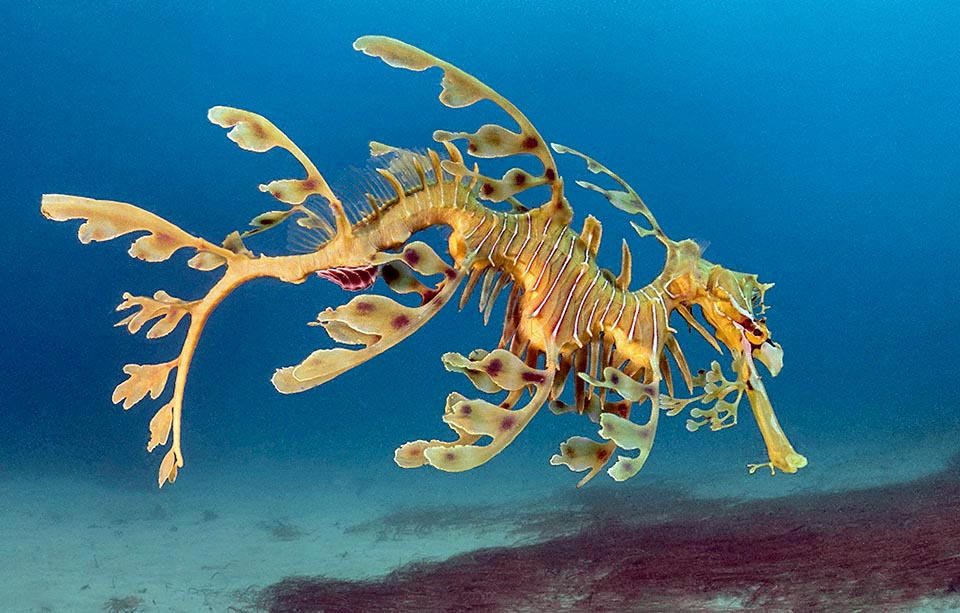 Apparenté aux hippocampes et aux poissons-aiguilles le Dragon de mer feuillu vit le long des côtes de l'Australie Méridionale 