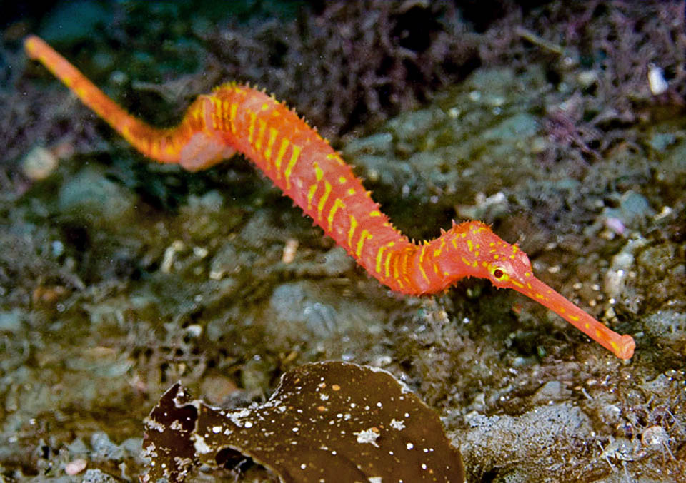 Solegnathus spinosissimus lives mainly in deep waters, between 30 and 230 m, along the Australian coasts from Brisbane to Bass Strait, in Tasmania and New Zealand