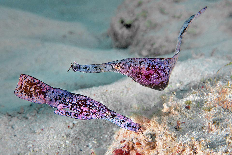Sottile come una foglia, il Pesce fantasma robusto (Solenostomus cyanopterus) presenta caratteri intermedi fra i cavallucci marini e i pesci ago