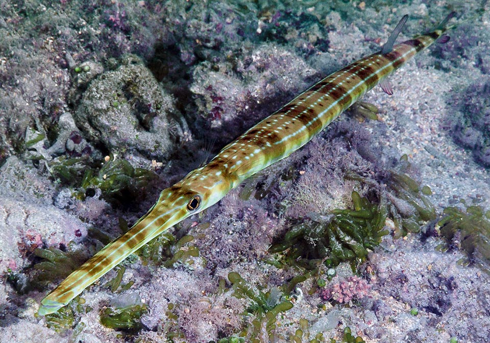 Quando è stressato il Pesce flauto sovrappone spesso alla livrea normale, in forma attenuata, quella notturna con un disegno ad anelli scuri