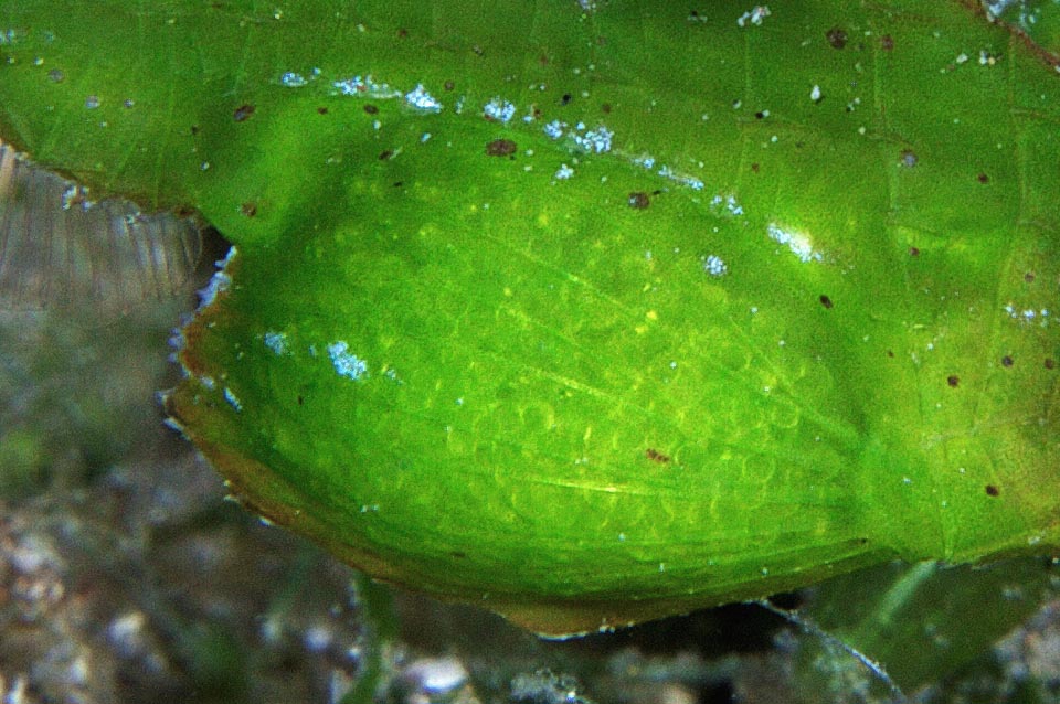 Enlarged close-up showing in transparency, under the thin skin of the pelvic pouch, the countless eggs. They measure less than 1 mm and hatch after about 3 weeks 